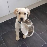 到了飯點不喂狗，你可知道后果的嚴重性？