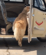 那位網(wǎng)友，你害怕的狗子，其實(shí)有這么慫！