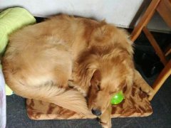 注意！狗狗的這些動(dòng)作不是撒嬌，是求助！