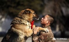 狗狗對(duì)人的忠誠讓人潸然淚下