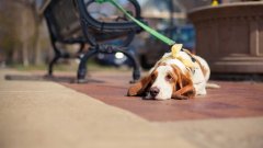 天氣熱了，寵主們請(qǐng)停止對(duì)狗狗的傷害！